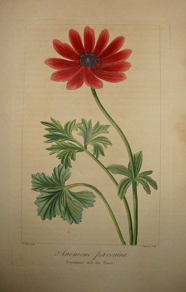 Bessa Pancrace (1771-1846) Anemone pavonina. Anemone oeil de Paon 1828 Bruxelles